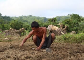 (ဓာတ်ပုံ - ဆောင်းသီးနှံစိုက်တောင်သူတဦးကို မယူတောင်အနီးတွေ့ရပုံ / BNA) 