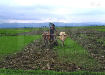 (ဓာတ်ပုံ - ပုဏ္ဏားကျွန်းမြို့နယ်ကလယ်သမားတဦးကို မေလနောက်ဆုံးအပတ်ကတွေ့ရပုံ / BNA)