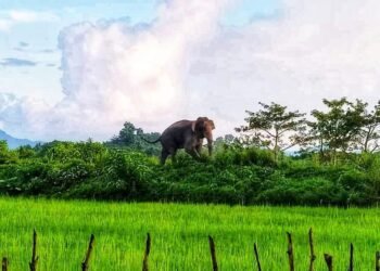 (ဓာတ်ပုံ - ၂၀၂၀ပြည့်နှစ်အောက်တိုဘာလ ၁၁ ရက် နေ့က၊ မောင်တောမြောက်ပိုင်းတွင်တွေ့ရသည့် မယူတောင်တန်းကြီးထဲမှ တောဆင်ရိုင်း / ကိုအောင်ကျော်မင်း)