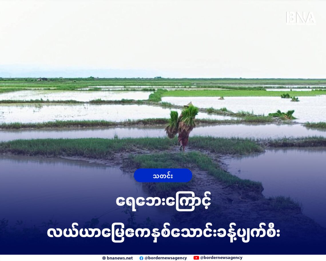 (ဓာတ်ပုံ - မင်းပြာမြို့နယ်က စပါးစိုက်လယ်မြေတနေရာကို ဇူလိုင်လနောက် ဆုံးအပတ်ကတွေ့ရပုံ / BNA)