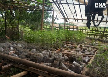 (ဓာတ်ပုံ - မြောက်ဦးမြို့နယ်မှငရုတ်စိုက် ခင်းတခု / BNA)