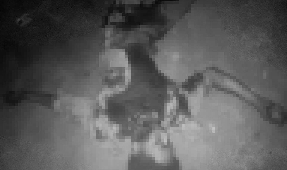 ဓာတ်ပုံ - ရွှေဖီမြေ