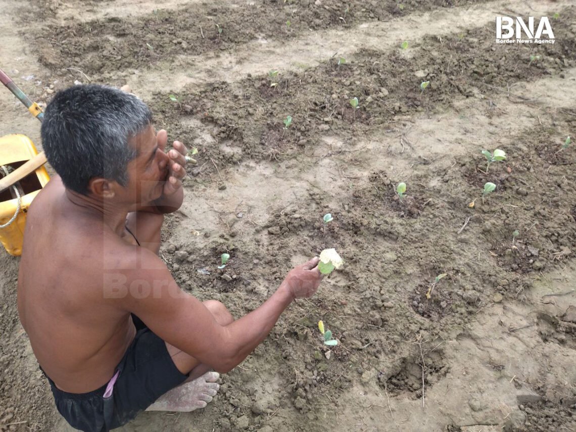 (ဓာတ်ပုံ - မြောက်ဦးမြို့နယ်က ဆောင်းသီးနှံစိုက်တောင်သူ / BNA)