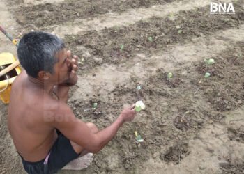 (ဓာတ်ပုံ - မြောက်ဦးမြို့နယ်က ဆောင်းသီးနှံစိုက်တောင်သူ / BNA)