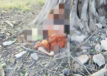 ဓာတ်ပုံ-ဝက်လက်သတင်းကွန်ရက်