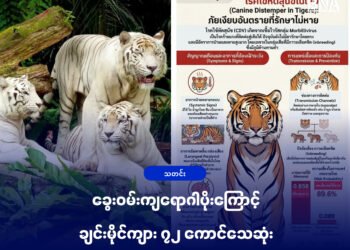 ဓာတ်ပုံ - ထိုင်းတိရစ္ဆာန်ဆေးကုဦးစီးဌာန