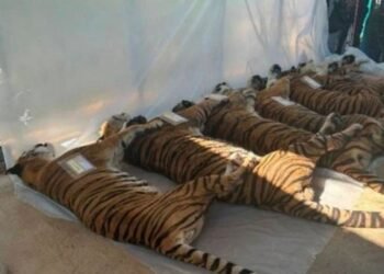 ကိုးကား - Thia PBS North