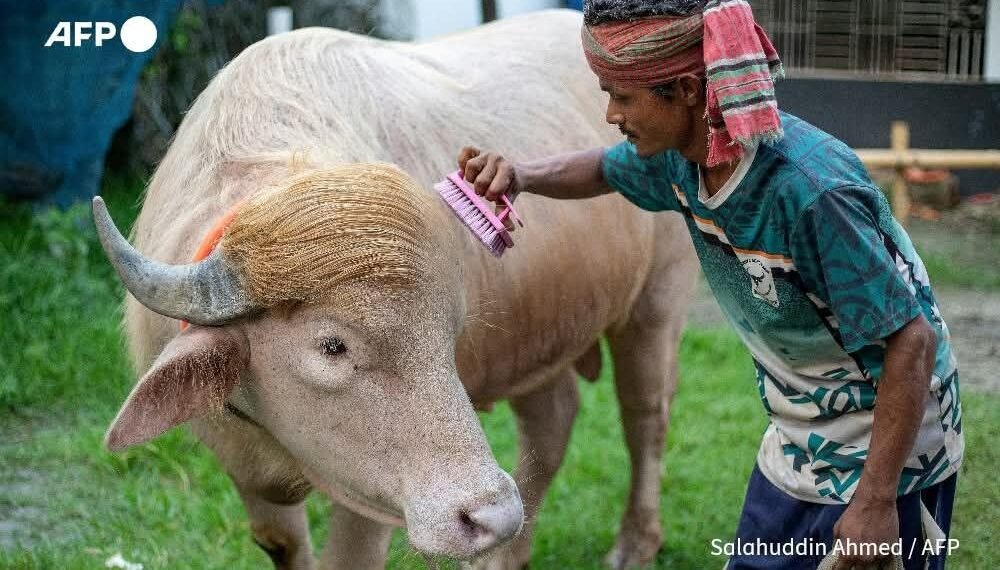 ဓာတ်ပုံ - AFP