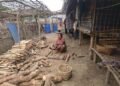 ဓာတ်ပုံ-BNA