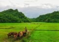 ဓာတ်ပုံ-BNA