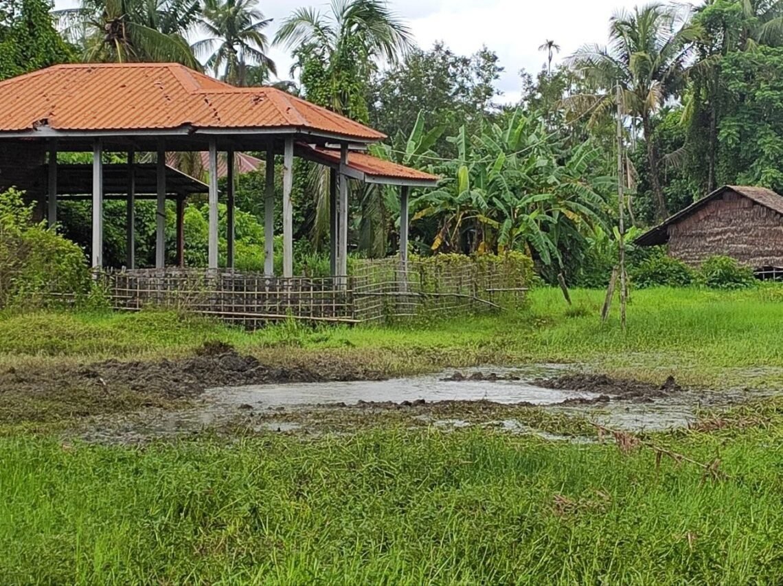 ဓာတ်ပုံ - APM