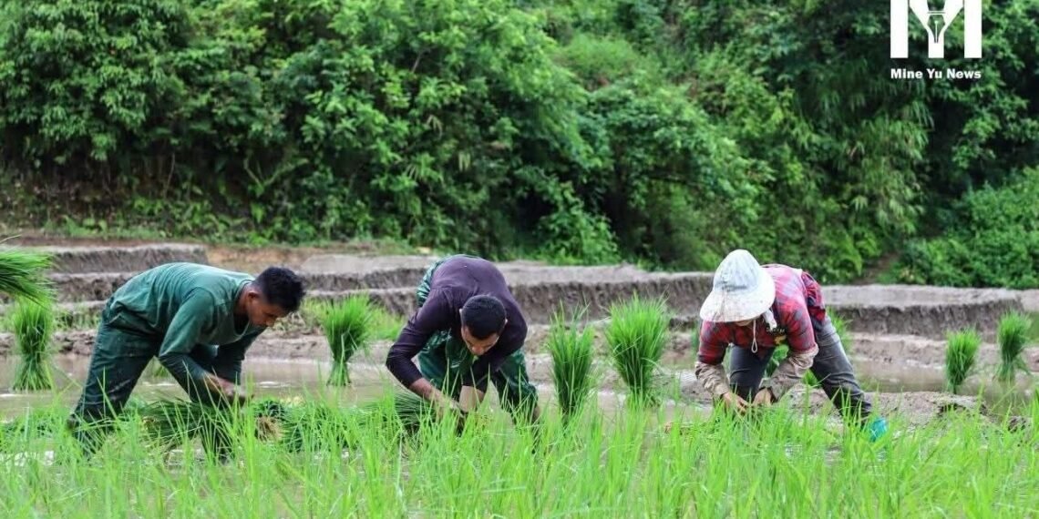 ​ဓာတ်ပုံ - မိုင်းယုသတင်း