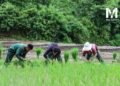​ဓာတ်ပုံ - မိုင်းယုသတင်း
