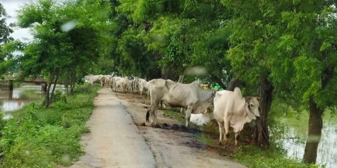 ​ဓာတ်ပုံ -​ ခင်ဦးမြို့နယ် သတင်းမှန်ပြန်ကြားရေး