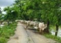 ​ဓာတ်ပုံ -​ ခင်ဦးမြို့နယ် သတင်းမှန်ပြန်ကြားရေး