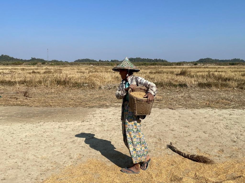 (ဓာတ်ပုံ-အာရက္ခဒေသမှာ စပါးနေလှန်းနေပုံ/BNA)