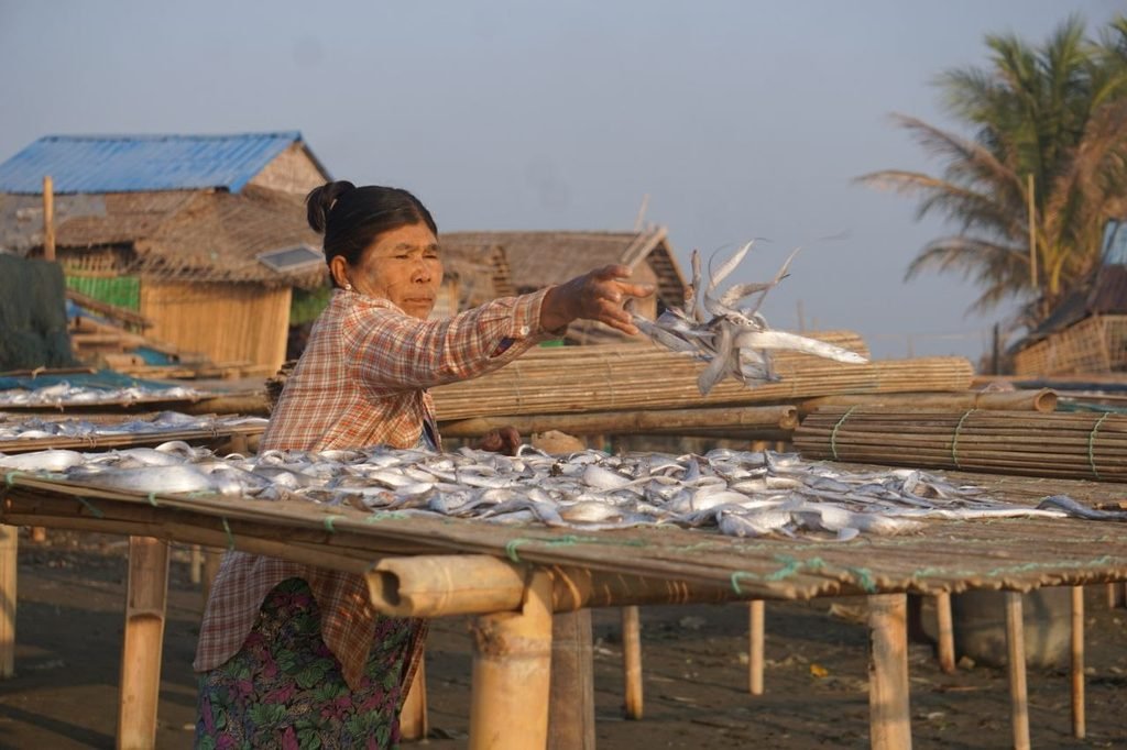 (ဓာတ်ပုံ-အာရက္ခဒေသမှာ ငါးခြောက်နေလှန်းနေပုံ/BNA)
