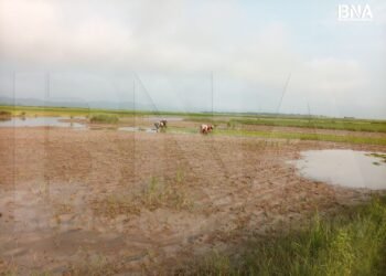 (ဓာတ်ပုံ - ပျက်စီးနေတဲ့လယ်မြေတွေ/BNA)