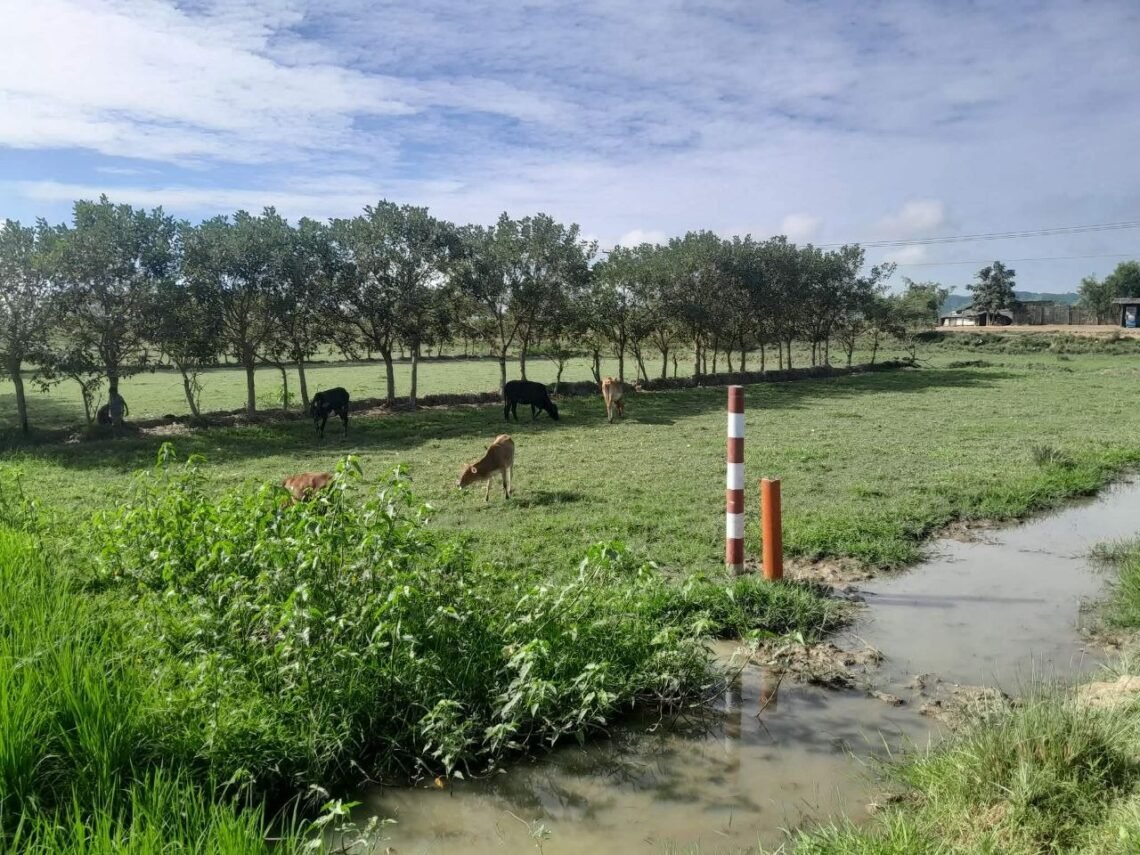 (ဓာတ်ပုံ-မြောက်ဦးမြို့နယ်၊ပေါင်းတုတ်ကျေးရွာအနီးမှာ အကွက်ရိုက်နေတဲ့နေရာ/BNA)