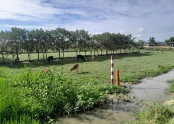 (ဓာတ်ပုံ-မြောက်ဦးမြို့နယ်၊ပေါင်းတုတ်ကျေးရွာအနီးမှာ အကွက်ရိုက်နေတဲ့နေရာ/BNA)