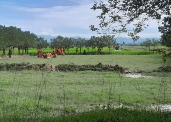 (ဓာတ်ပုံ-မြောက်ဦးမြို့နယ်၊ပေါင်းတုတ်ကျေးရွာအနီးမြေကို အောက်တိုဘာလ ၁၇ ရက်နေ့၊မနက် ၉ နာရီကျော်အချိန်က စစ်သုံ့ပန်းများဖြင့်အကွက်ရိုက်နေပုံ/BNA)